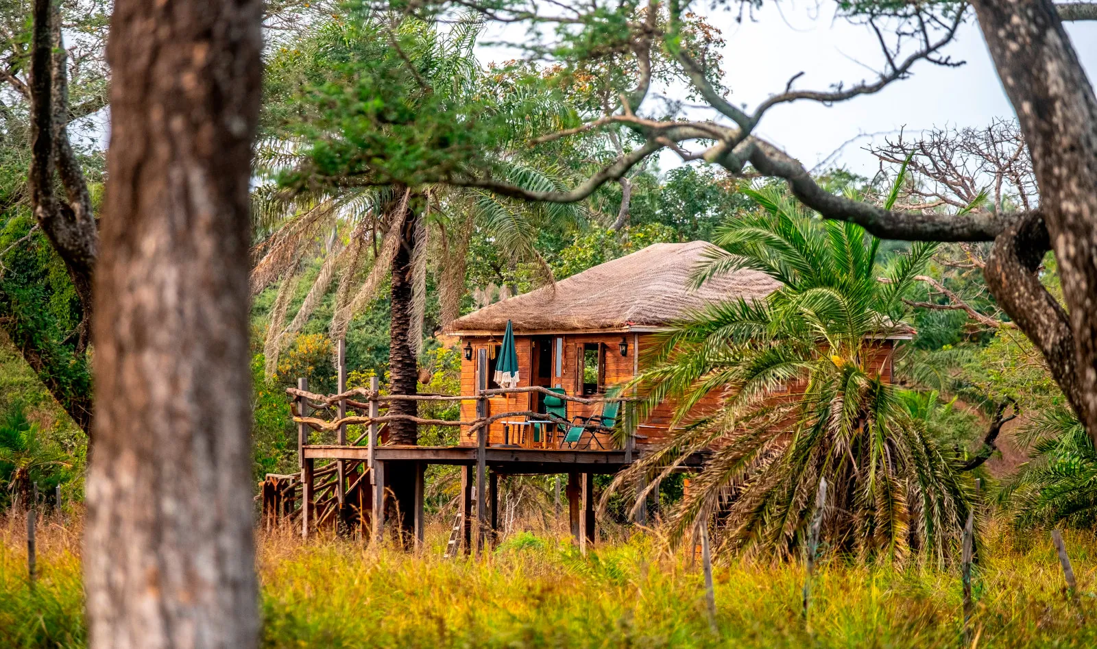 Mansa Musso treehouse lodge surrounded by palms in Sanyang, The Gambia