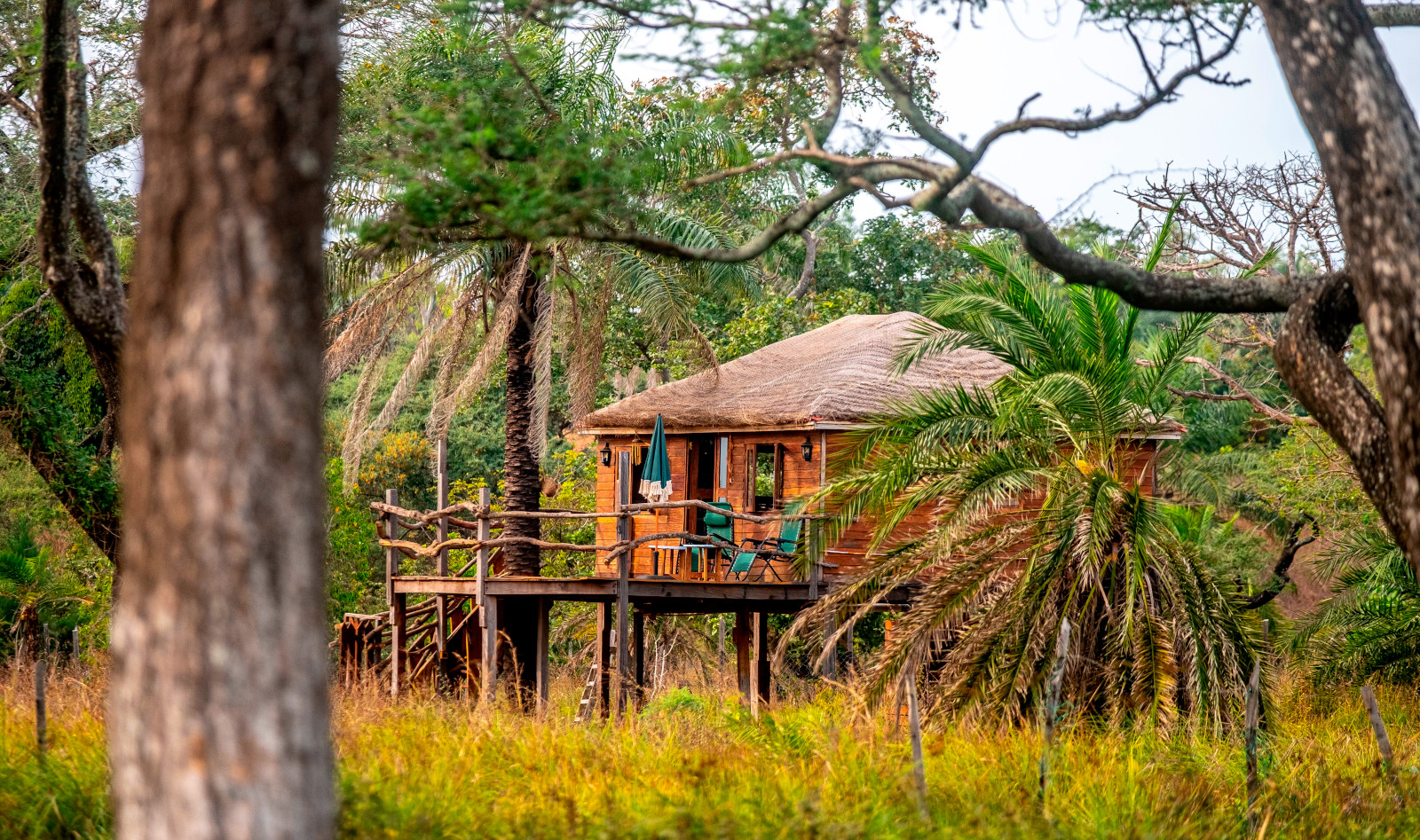 Treehouse with lush palms