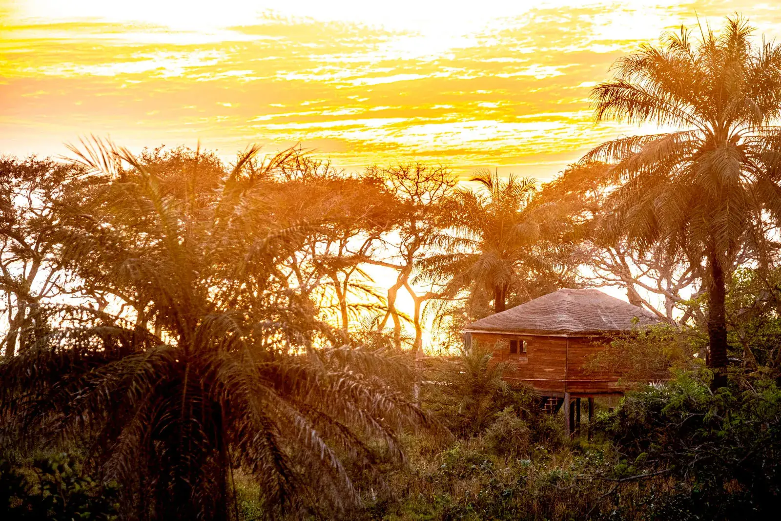 Sunset over the palms at Mansa Musso in Sanyang, The Gambia